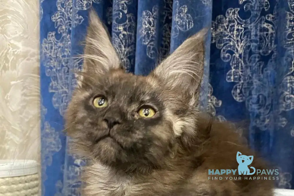 Uptown Maine Coon male black silver live animals