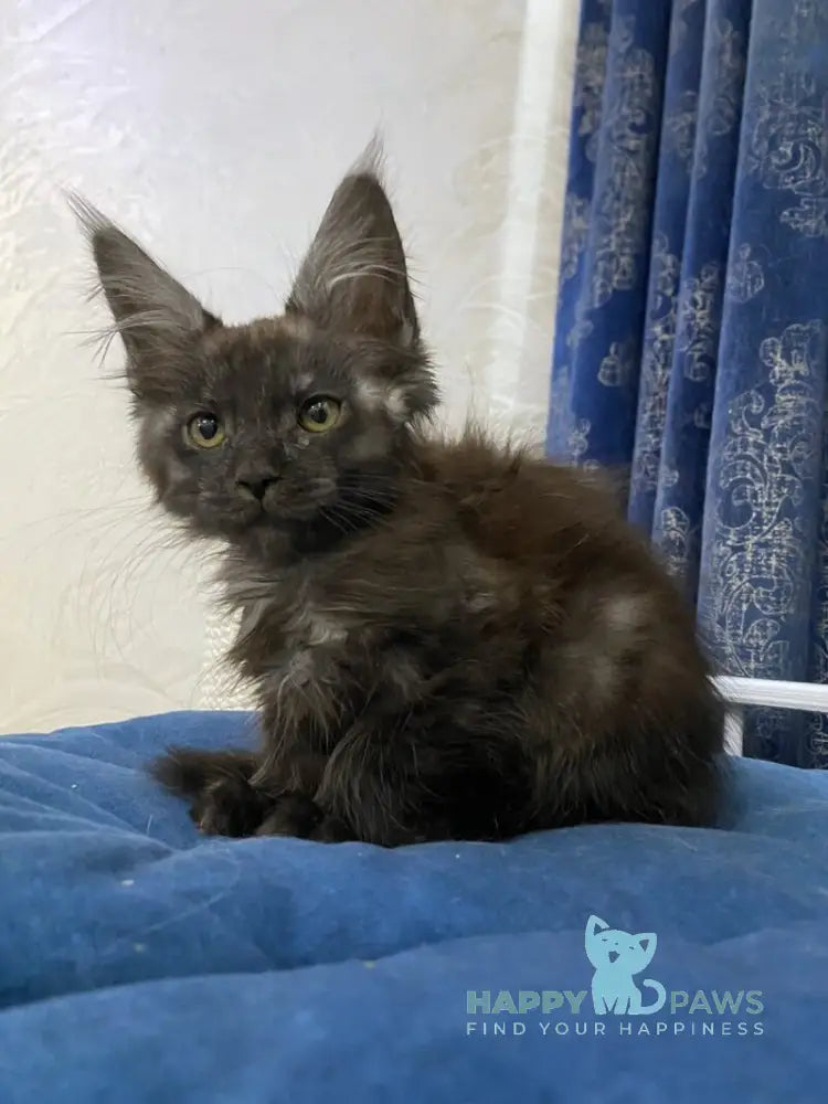 Uptown Maine Coon male black silver live animals