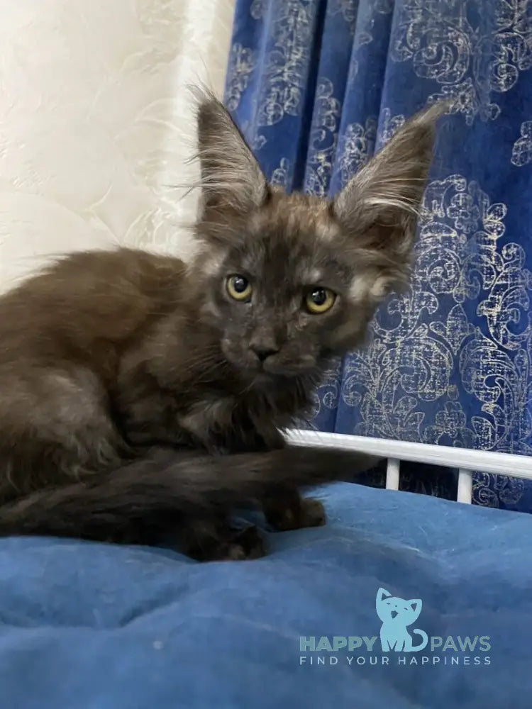Uptown Maine Coon male black silver live animals