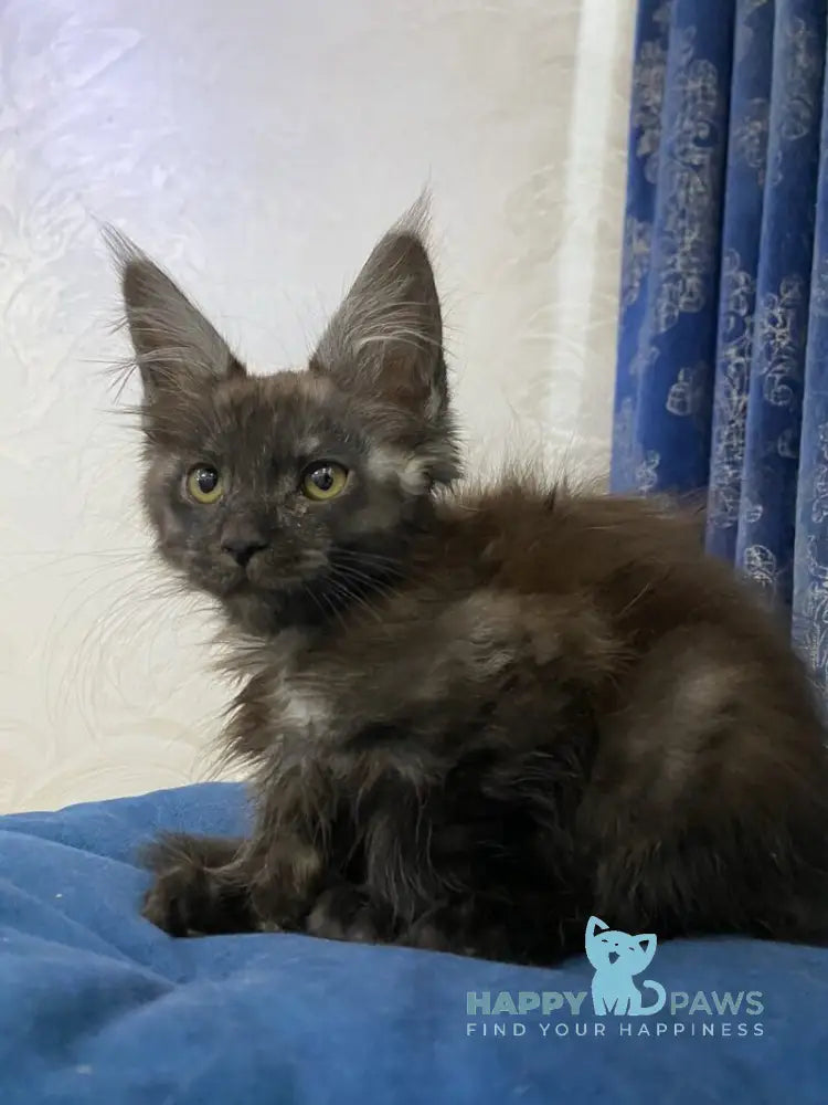 Uptown Maine Coon male black silver live animals