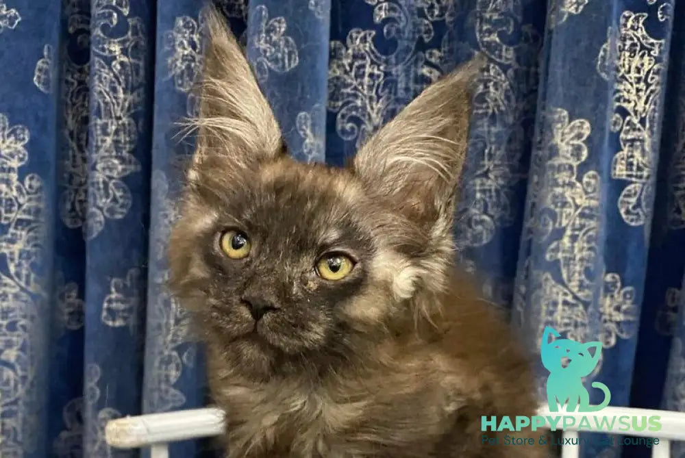 Uptown Maine Coon male black silver live animals