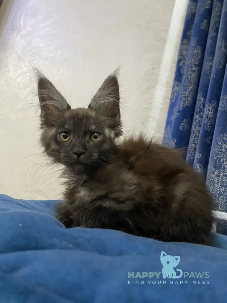 Uptown Maine Coon male black silver live animals