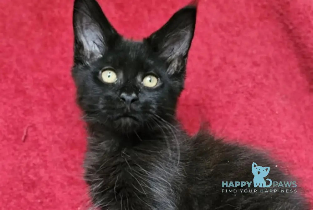 Uragan Maine Coon male black live animals