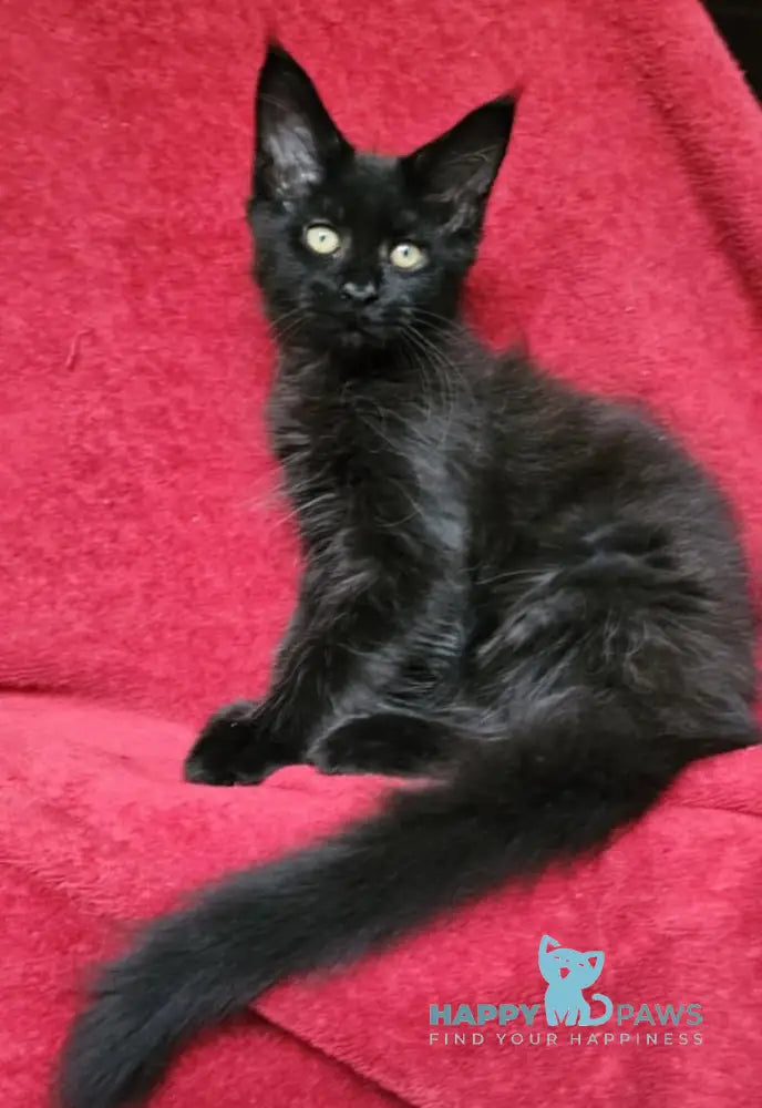 Uragan Maine Coon male black live animals