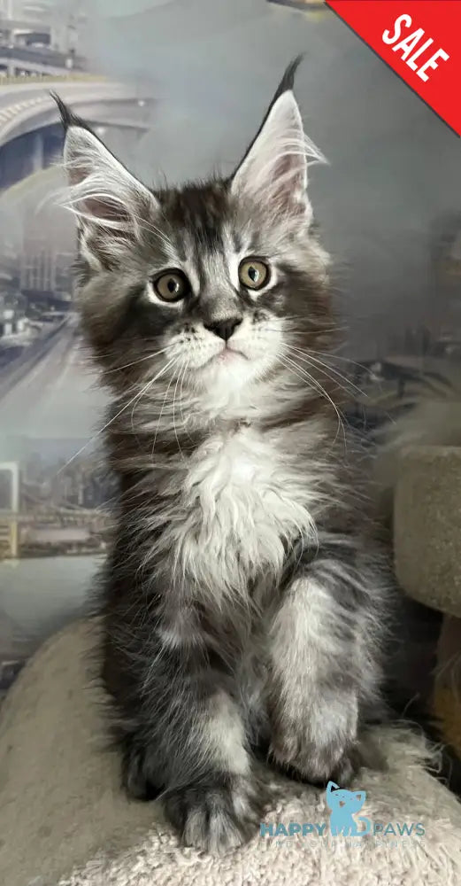 Uragan Maine Coon male black silver tabby live animals