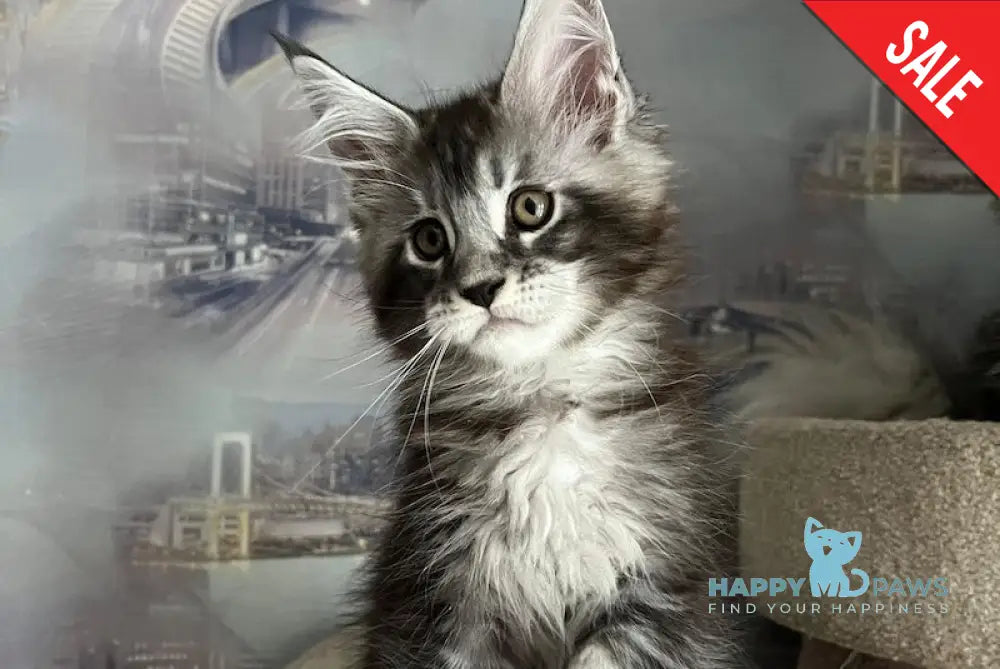 Uragan Maine Coon male black silver tabby live animals