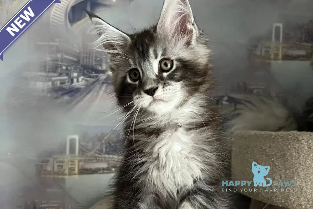 Uragan Maine Coon male black silver tabby live animals