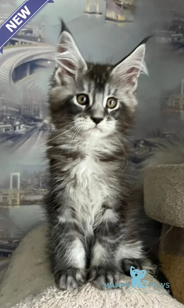 Uragan Maine Coon male black silver tabby live animals
