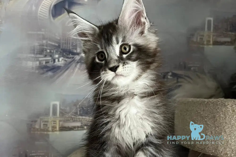 Uragan Maine Coon male black silver tabby live animals