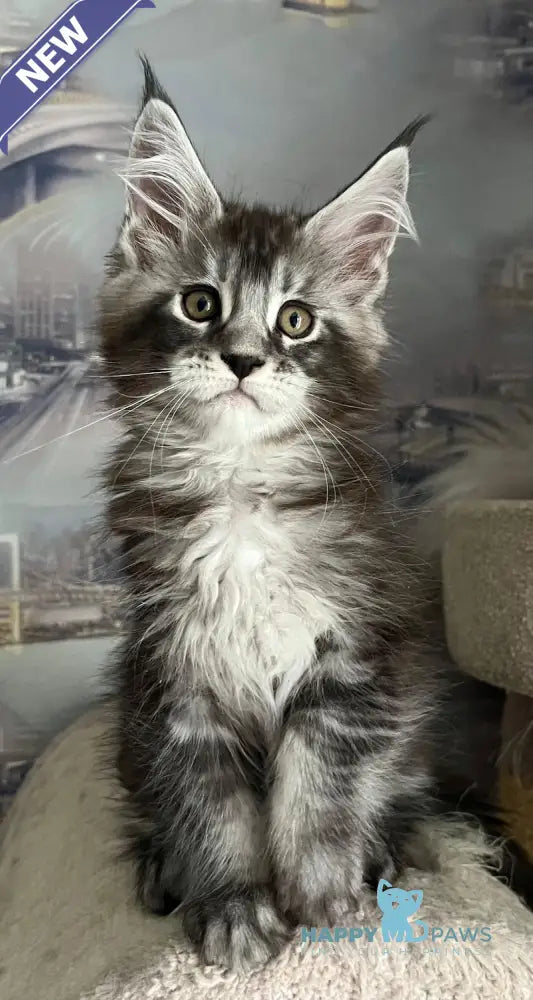 Uragan Maine Coon male black silver tabby live animals