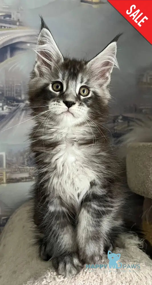 Uragan Maine Coon male black silver tabby live animals