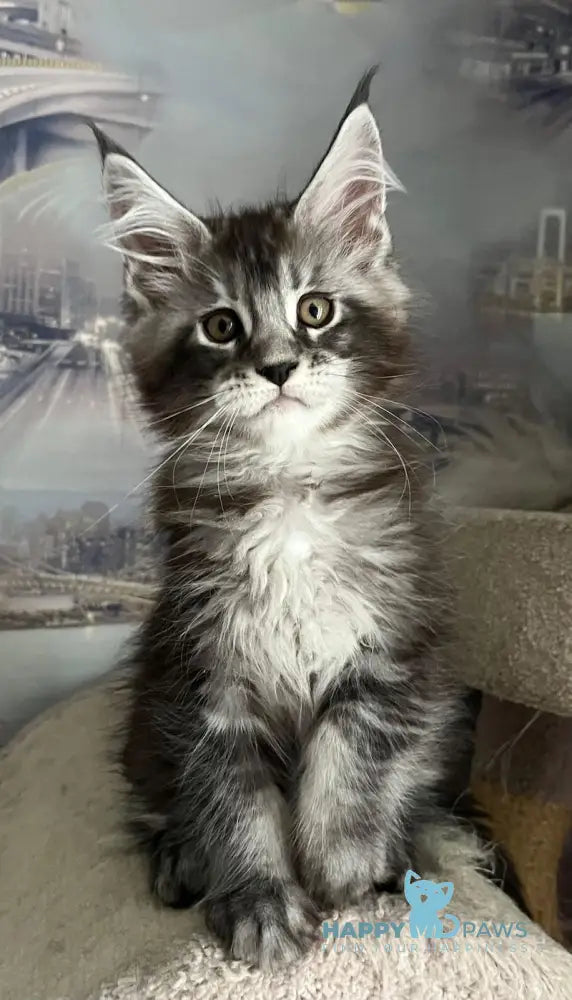 Uragan Maine Coon male black silver tabby live animals