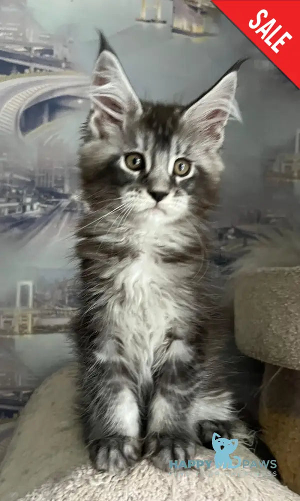 Uragan Maine Coon male black silver tabby live animals