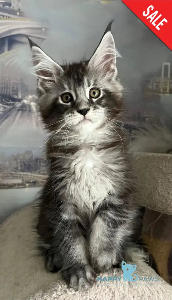 Uragan Maine Coon male black silver tabby live animals