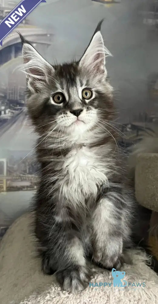 Uragan Maine Coon male black silver tabby live animals