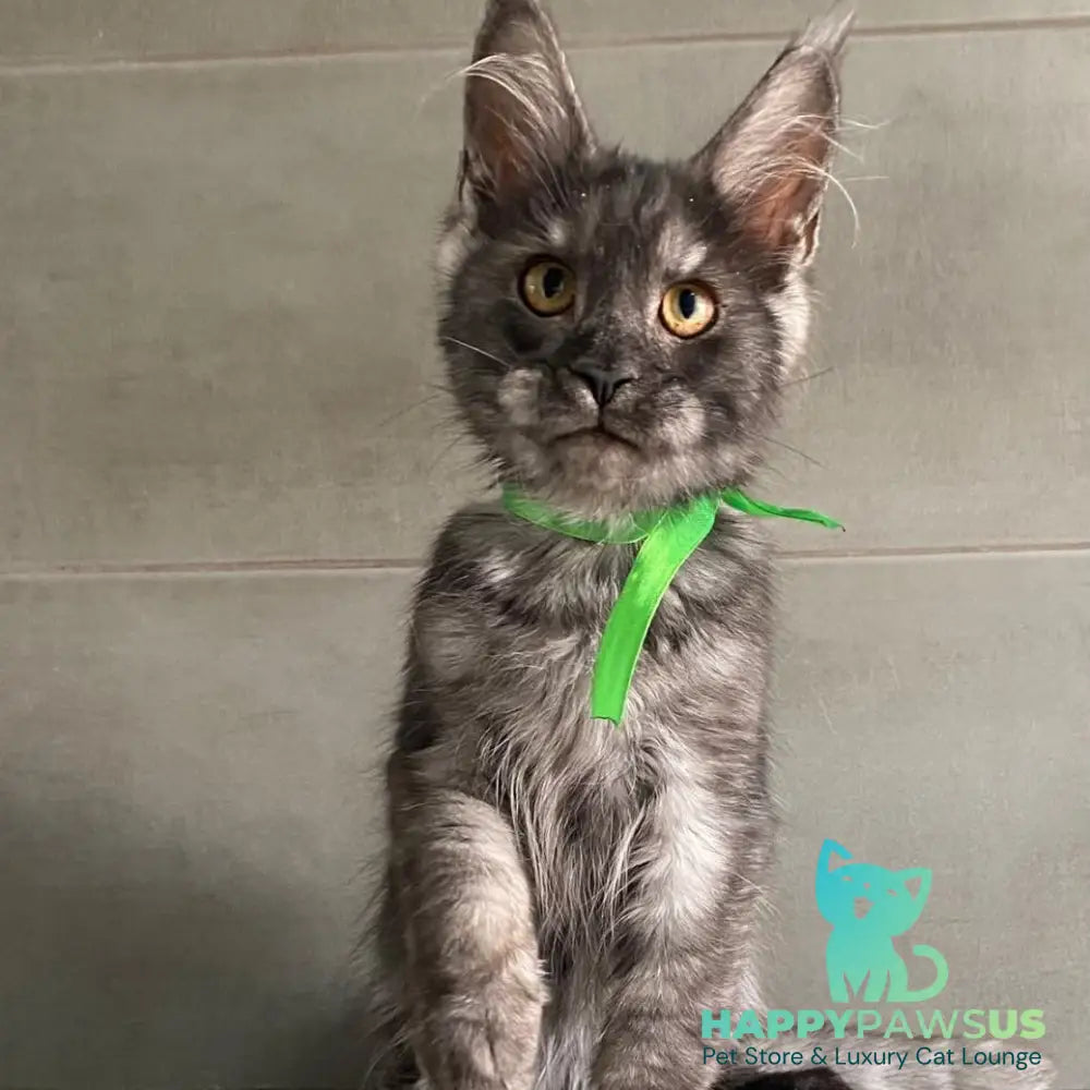 Ural Maine Coon male black silver - live animals