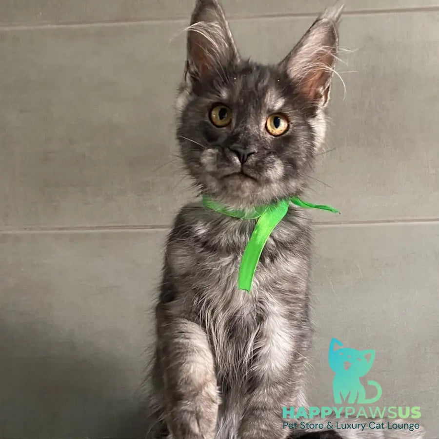 Ural Maine Coon male black silver - live animals