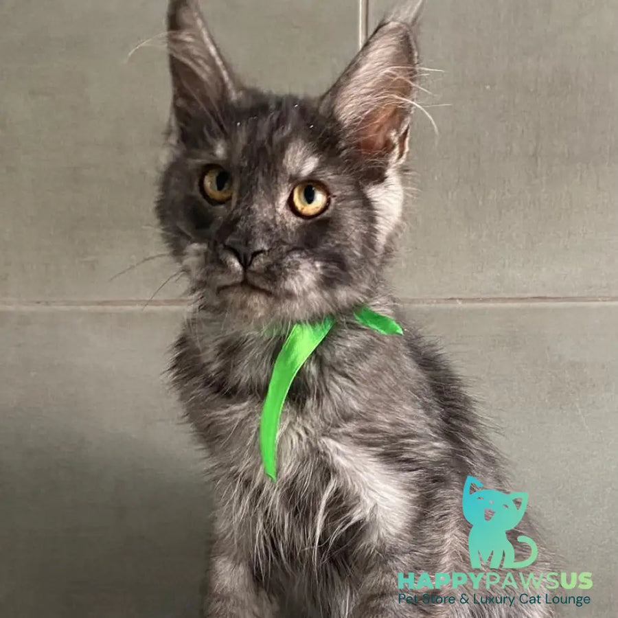 Ural Maine Coon male black silver - live animals