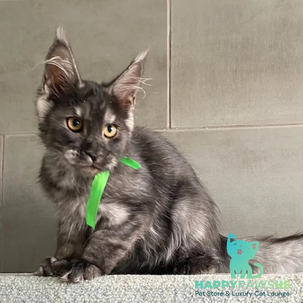 Ural Maine Coon male black silver - live animals