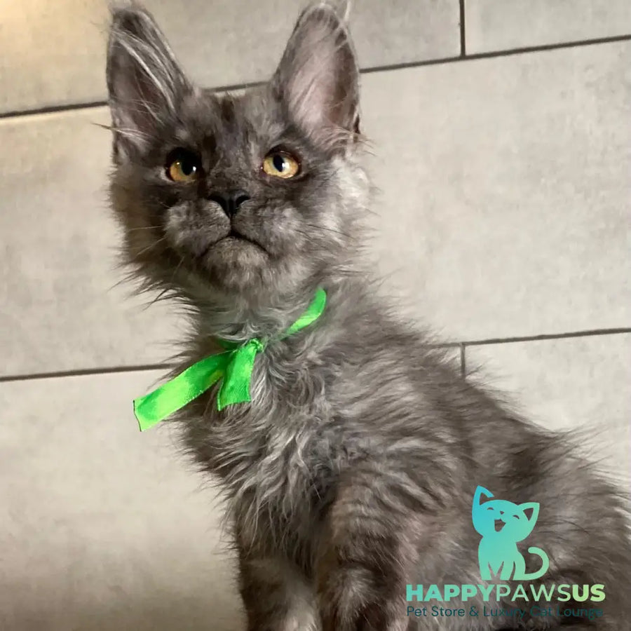 Ural Maine Coon male black silver - live animals