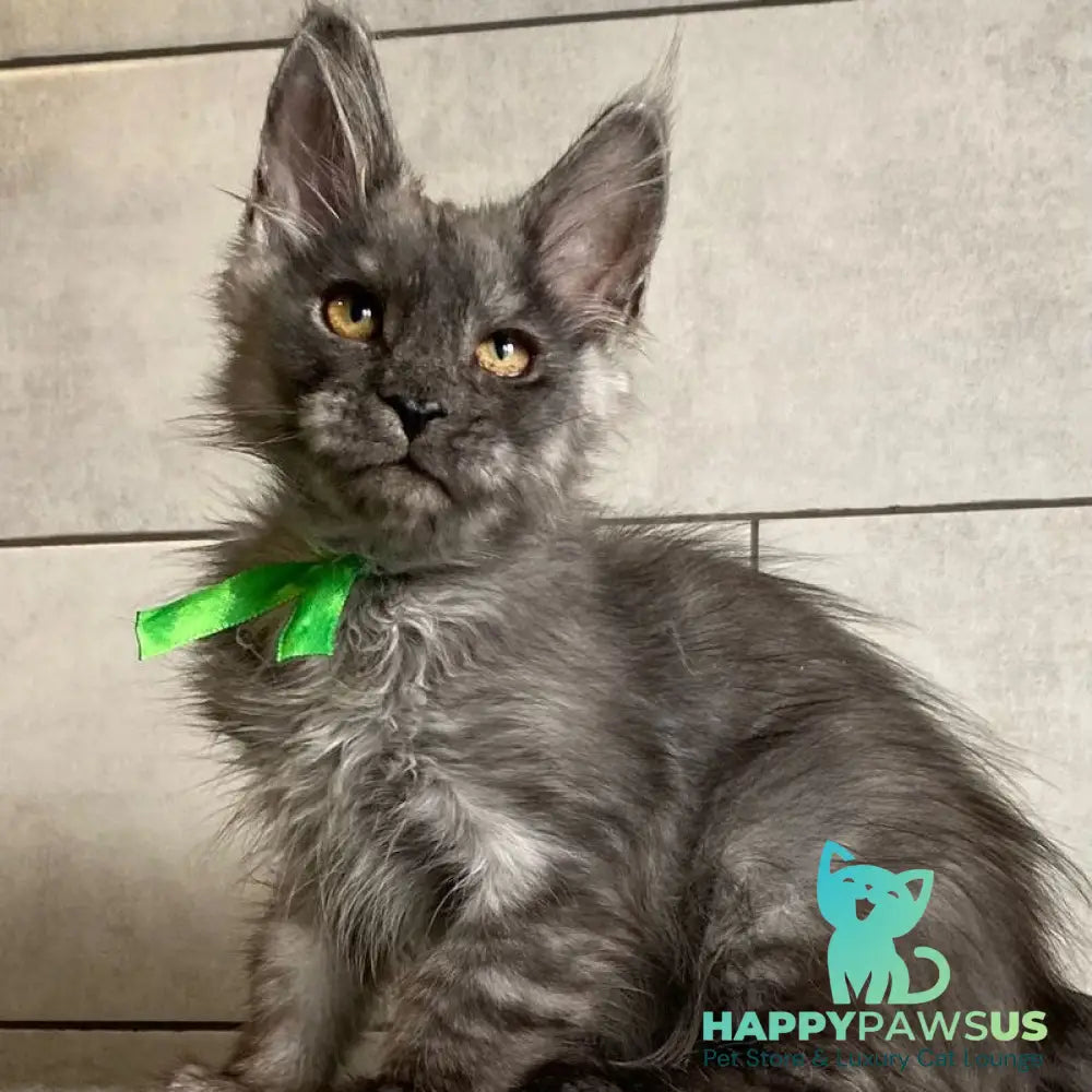 Ural Maine Coon male black silver - live animals