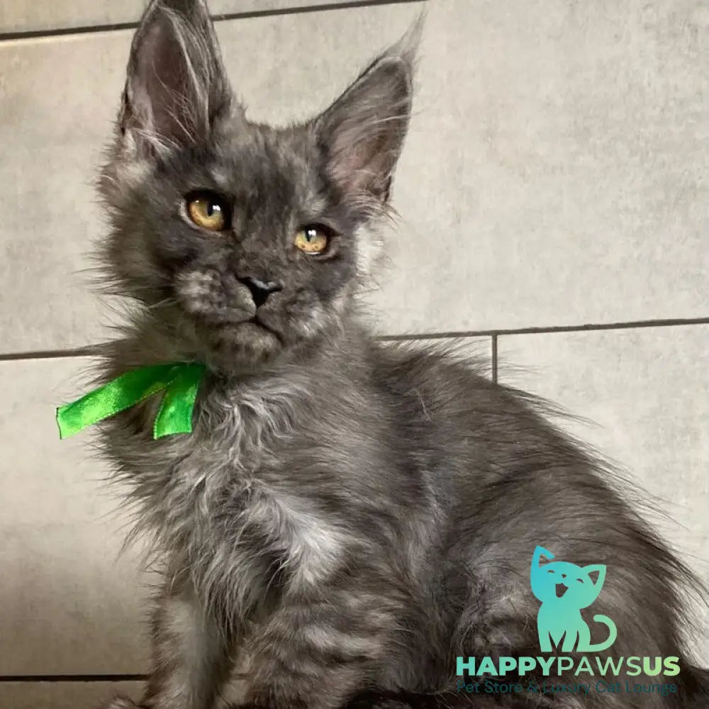 Ural Maine Coon male black silver - live animals