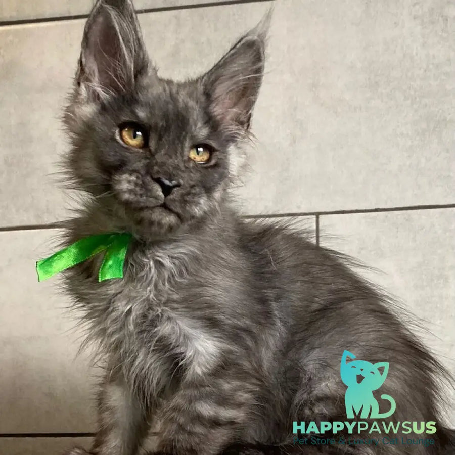 Ural Maine Coon male black silver - live animals