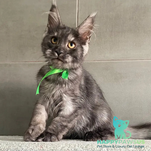 Ural Maine Coon male black silver - live animals