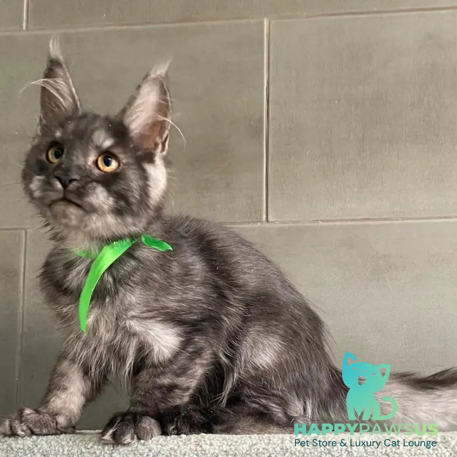 Ural Maine Coon male black silver - live animals