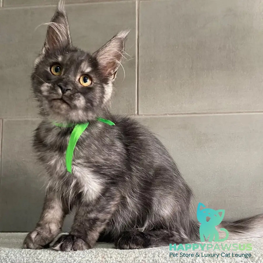 Ural Maine Coon male black silver - live animals