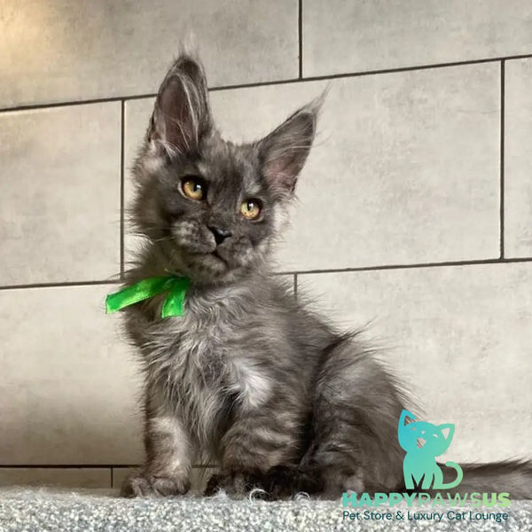 Ural Maine Coon male black silver - live animals