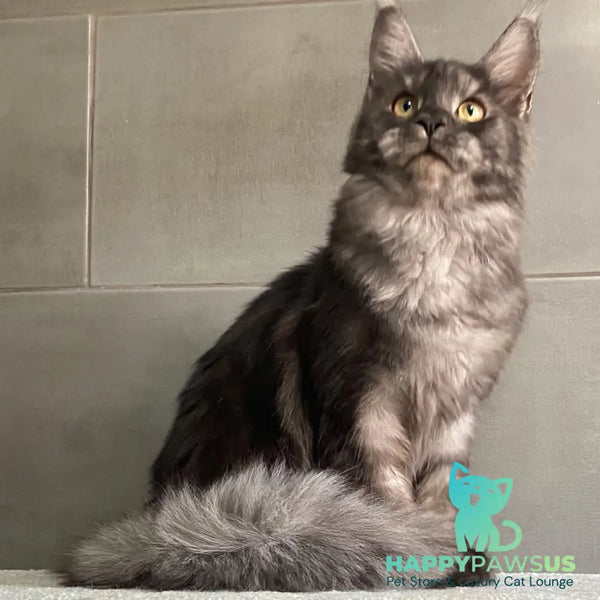 Ural Maine Coon male black silver - live animals