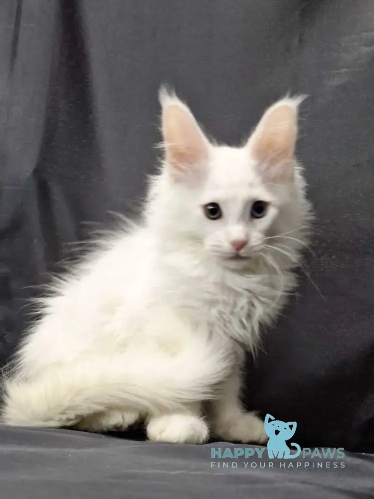 Uran Maine Coon male white live animals