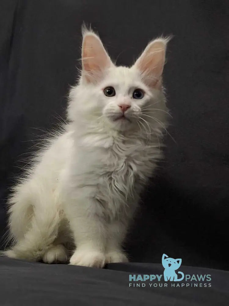 Uran Maine Coon male white live animals