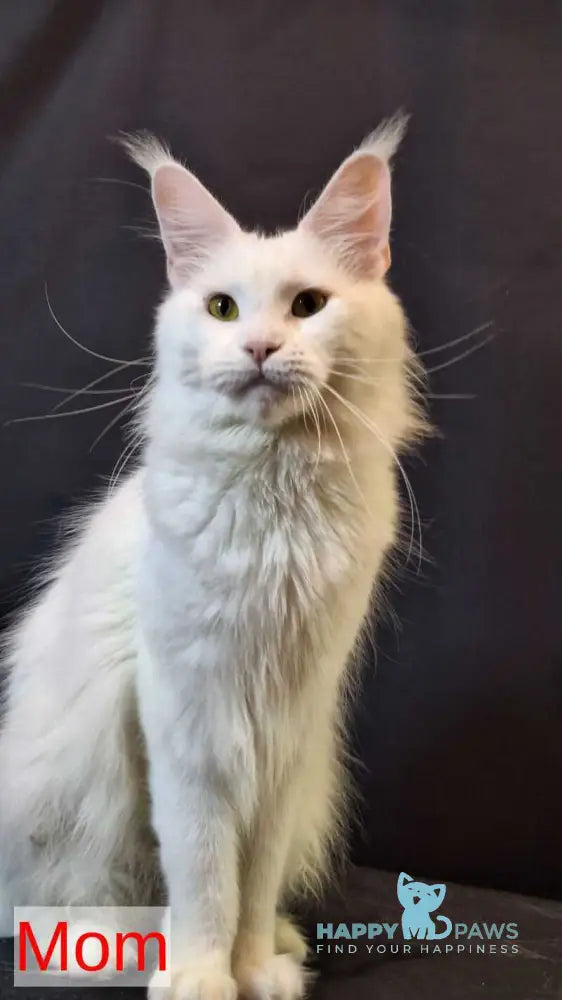 Uran Maine Coon male white live animals