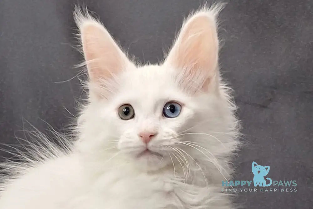 Uran Maine Coon male white live animals