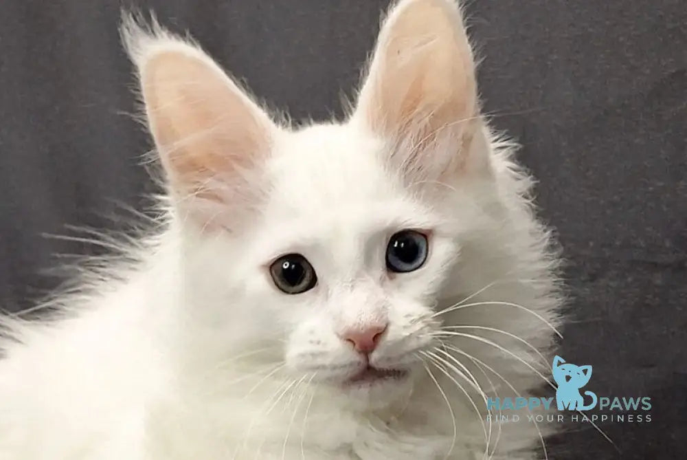 Uran Maine Coon male white live animals