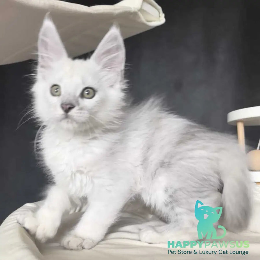 Uran Maine Coon polydactyl male black silver shaded - live animals