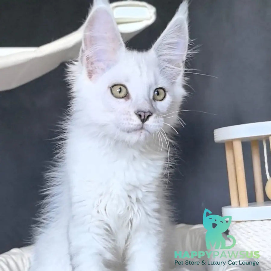 Uran Maine Coon polydactyl male black silver shaded - live animals