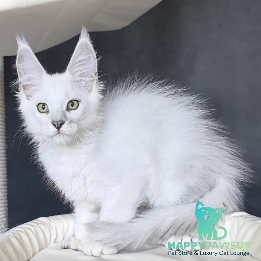 Uran Maine Coon polydactyl male black silver shaded - live animals
