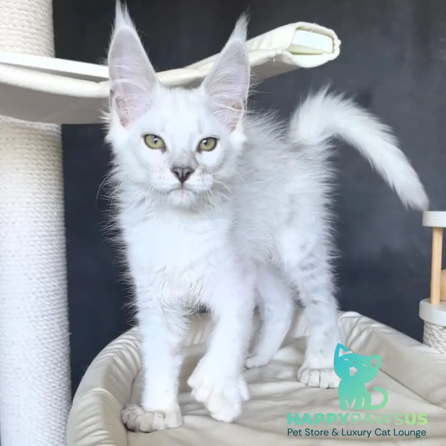 Uran Maine Coon polydactyl male black silver shaded - live animals