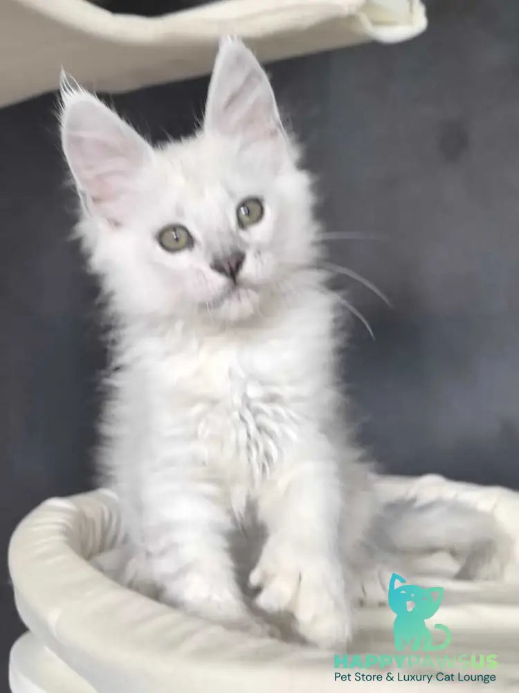 Uran Maine Coon polydactyl male black silver shaded - live animals