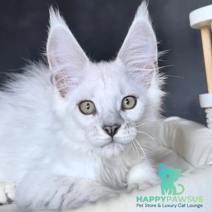 Uran Maine Coon polydactyl male black silver shaded - live animals