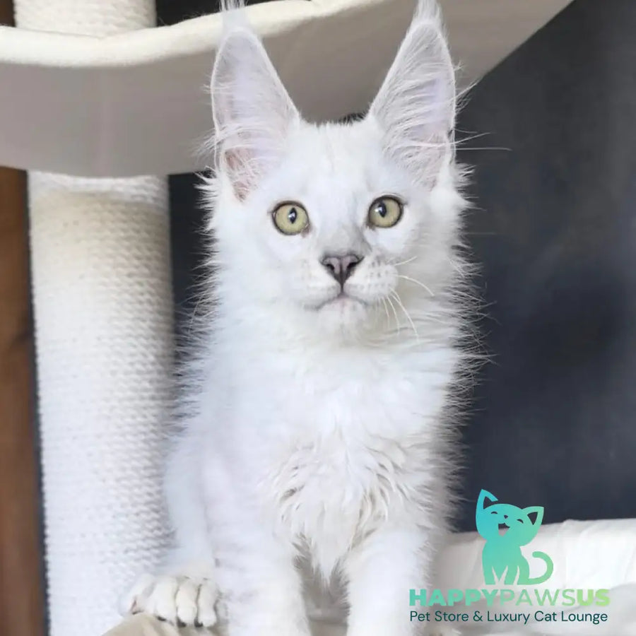 Uran Maine Coon polydactyl male black silver shaded - live animals