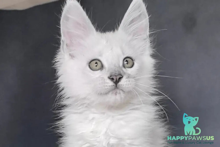 Uran Maine Coon polydactyl male black silver shaded - live animals