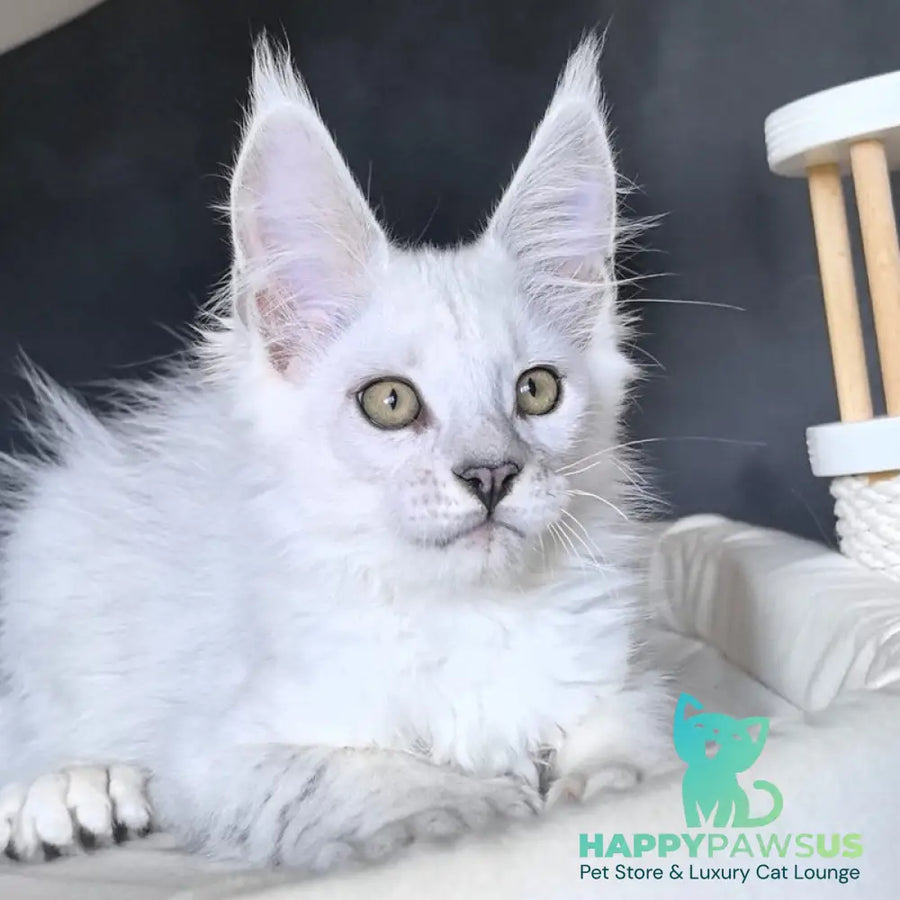 Uran Maine Coon polydactyl male black silver shaded - live animals