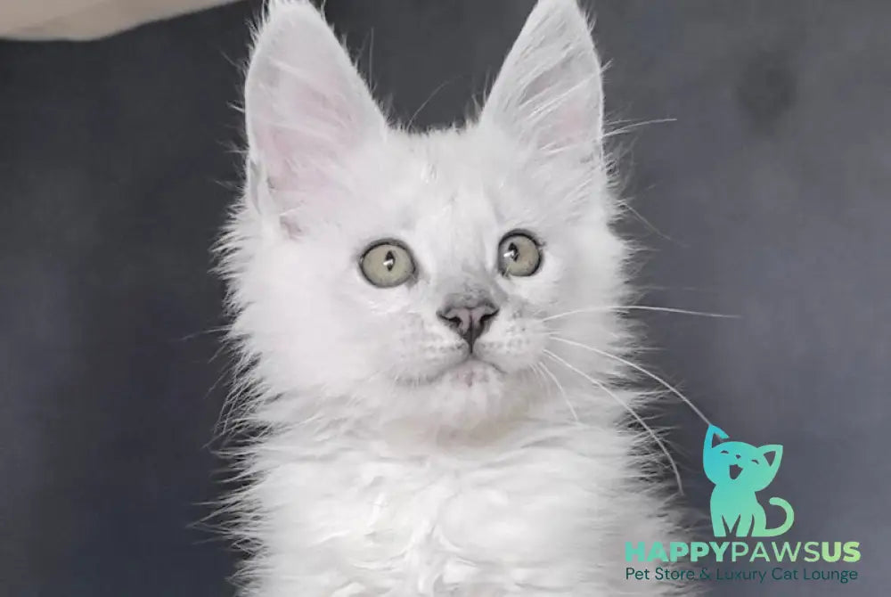 Uran Maine Coon polydactyl male black silver shaded - live animals