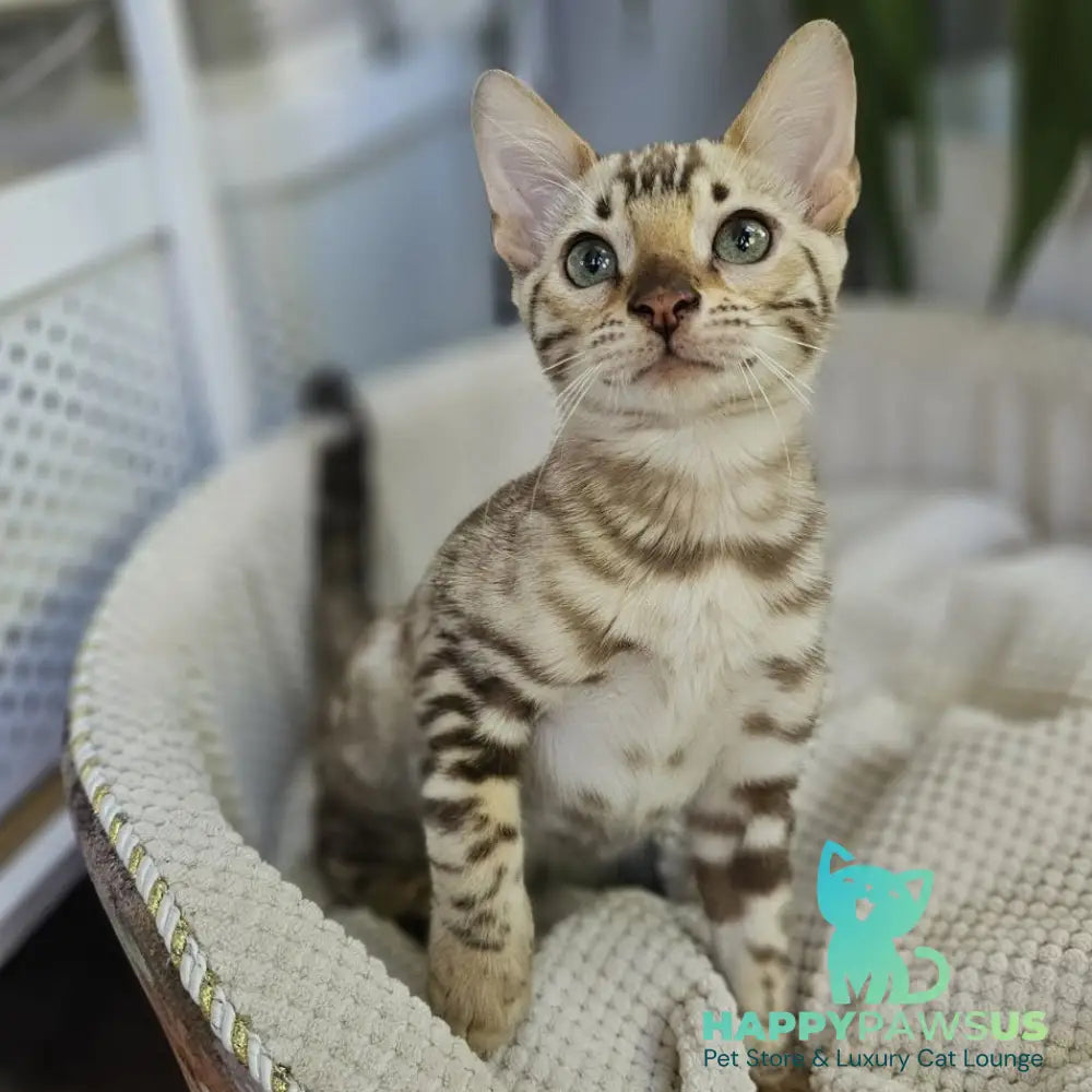 Uranus Bengal male black spotted tabby pointed - live animals