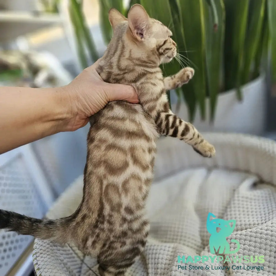 Uranus Bengal male black spotted tabby pointed - live animals