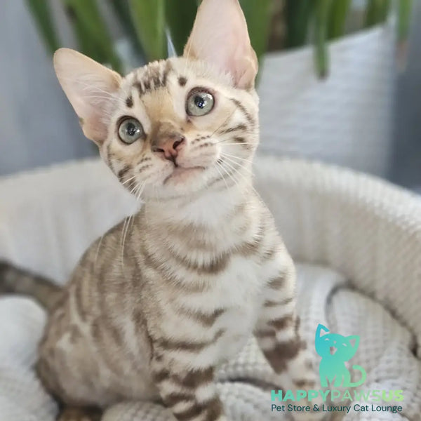 Uranus Bengal male black spotted tabby pointed - live animals